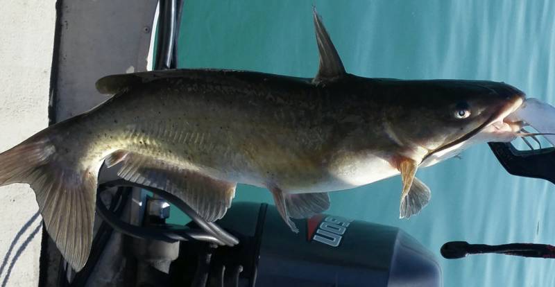 Channel catfish in Detroit