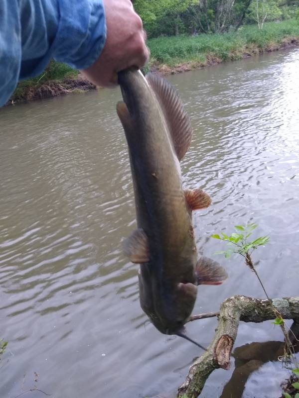 Channel catfish in Elgin