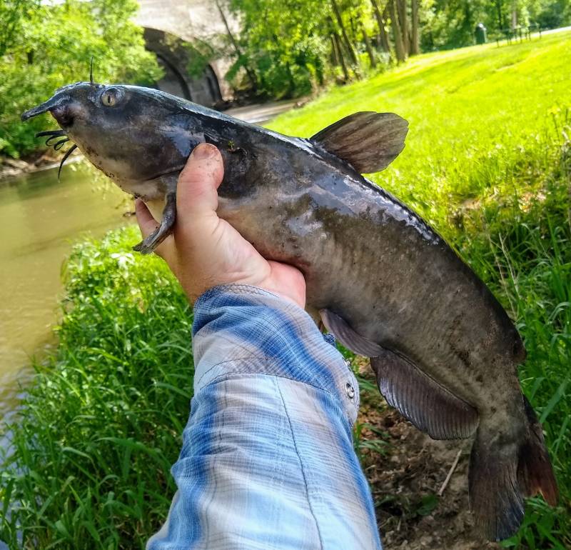 Channel catfish in Elgin
