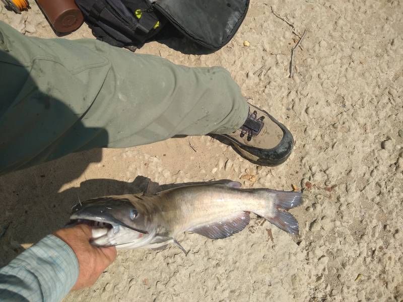 Channel catfish in LaSalle County