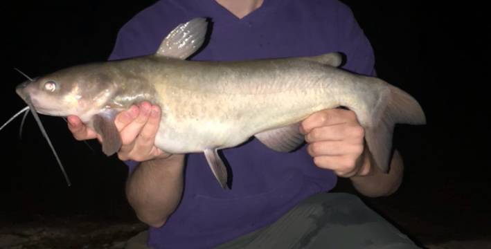 Channel catfish in Covington