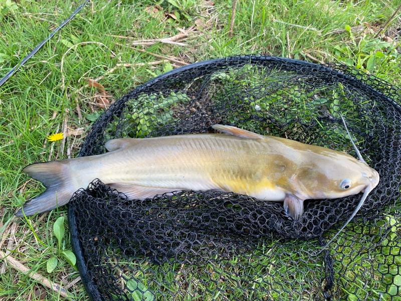 Channel catfish in Maumee