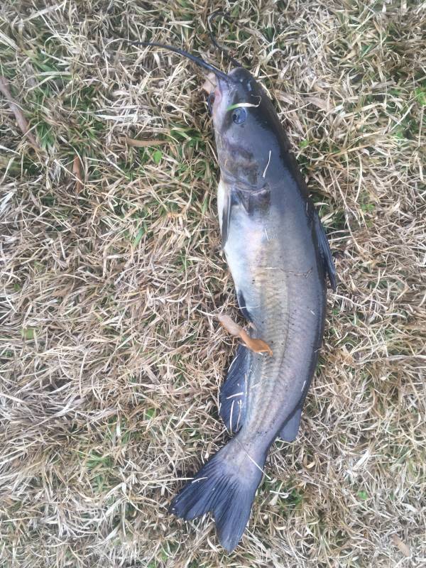 Channel catfish in Beaufort