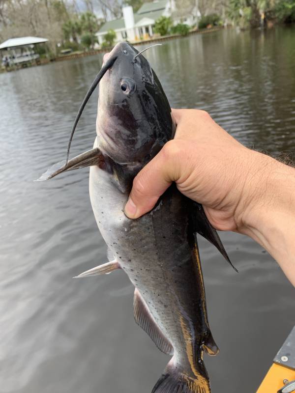 Channel catfish in Jacksonville