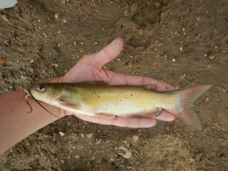 Channel catfish in Giddings