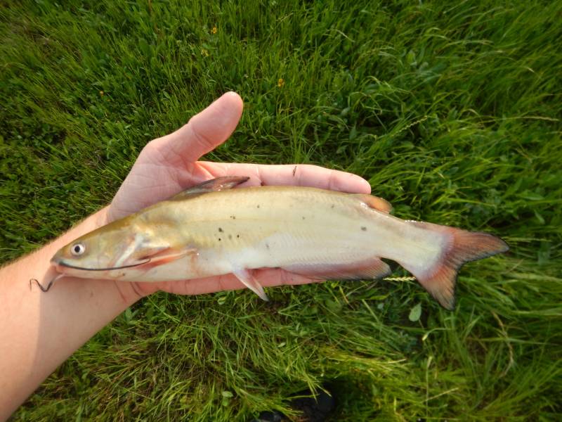 Channel catfish in Richmond