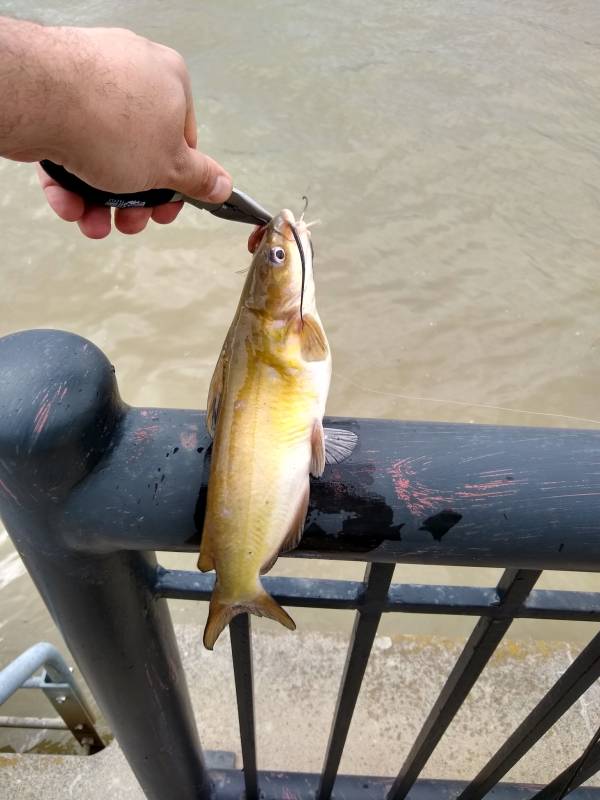 Channel catfish in New York
