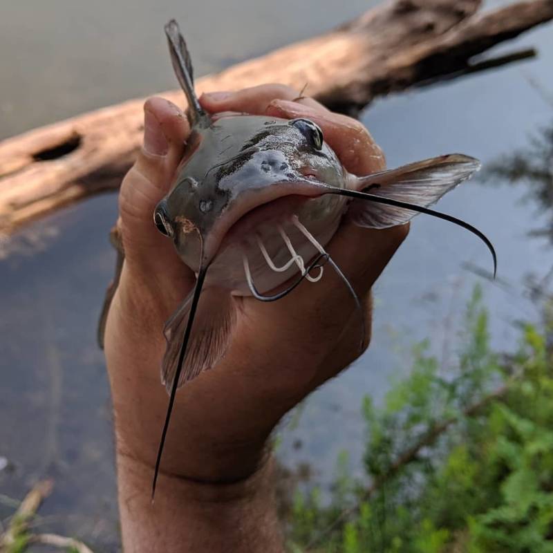 Channel catfish in Winchester