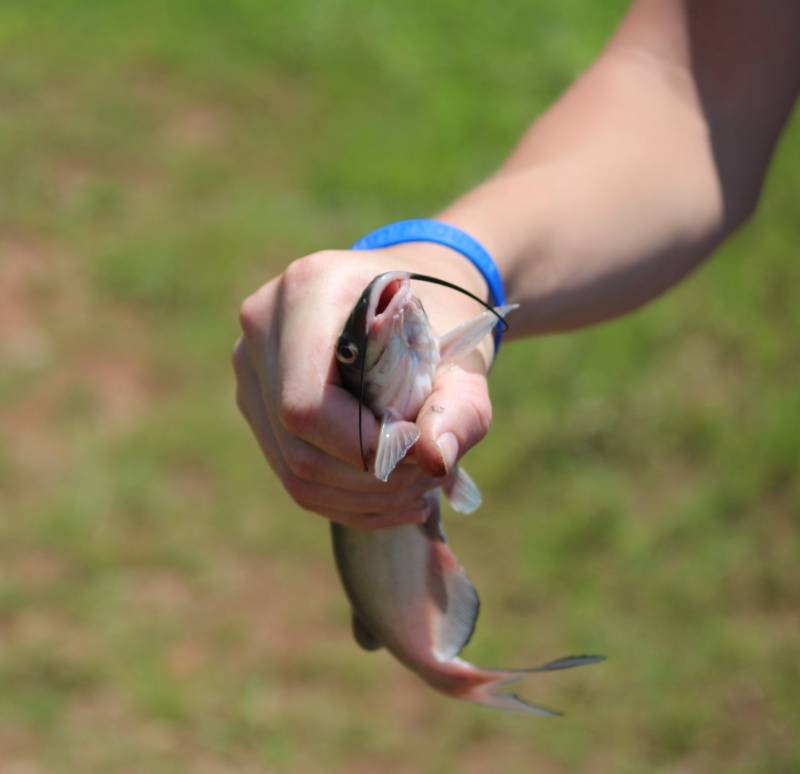 Channel catfish in Franklinton