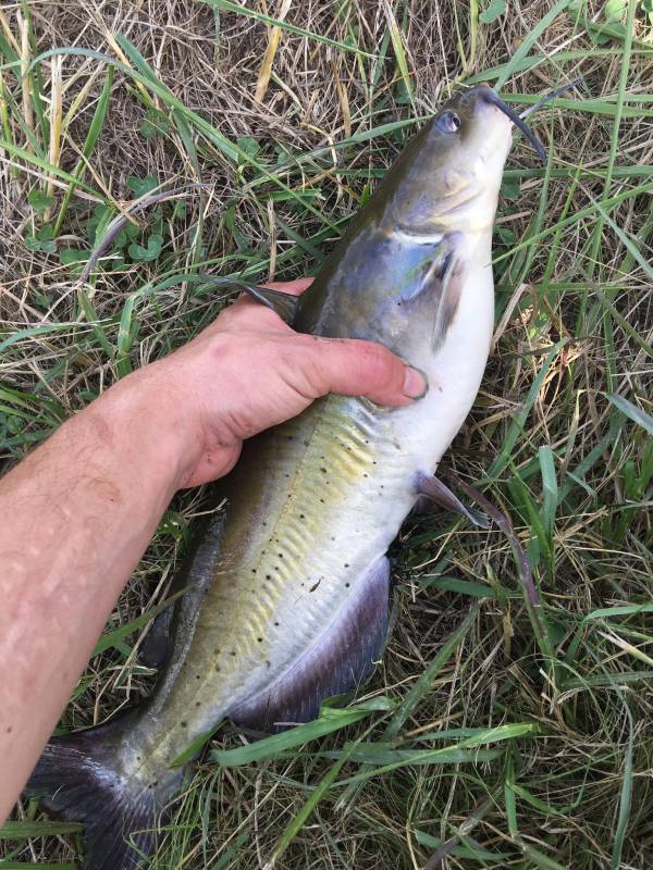 Channel catfish in Knobel
