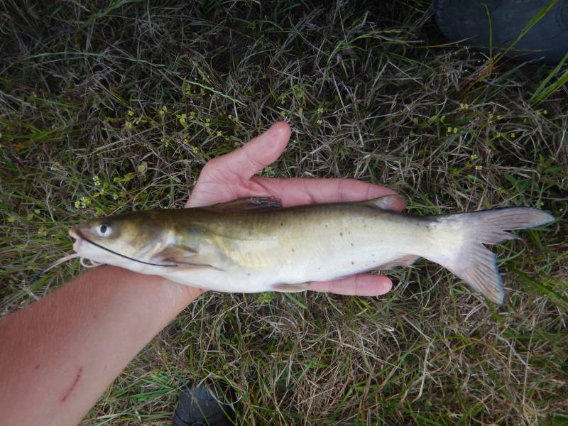 Channel catfish in Weston Lakes