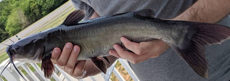 Channel catfish in Winchester