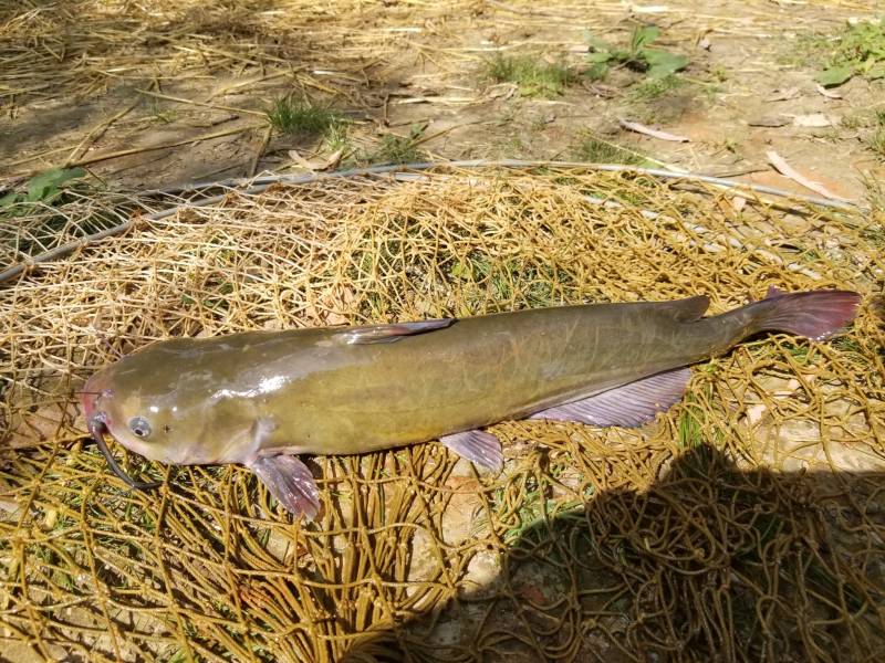 Channel catfish in Harrisonburg