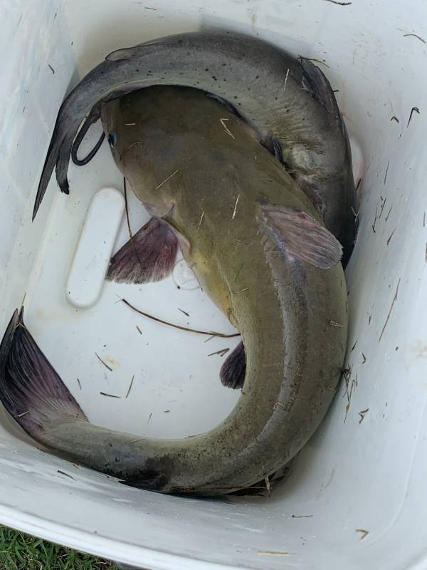 Channel catfish in Arkansas River