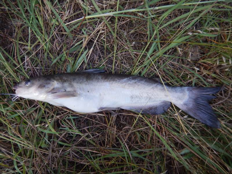Channel catfish in Annetta