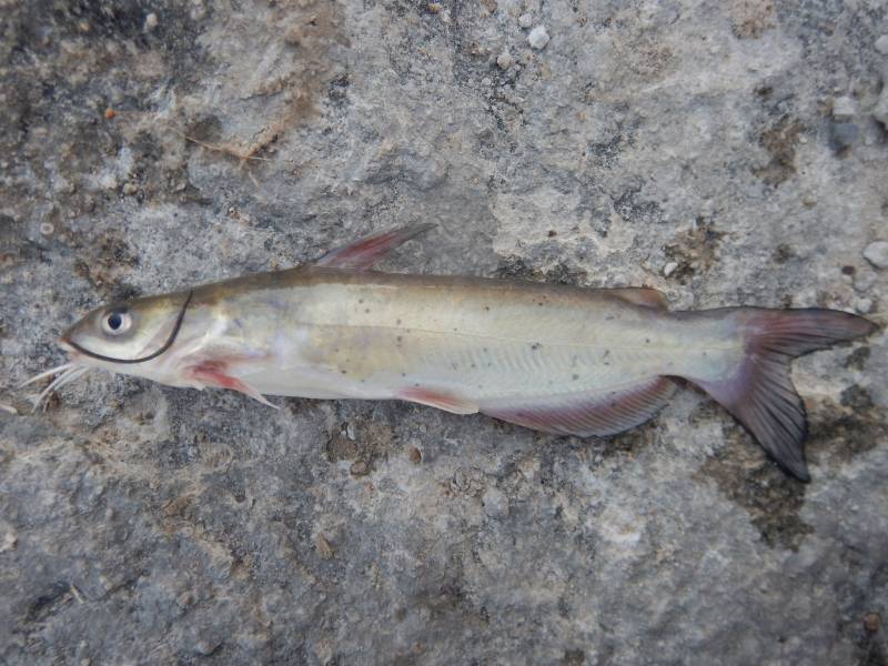 Channel catfish in Glen Rose