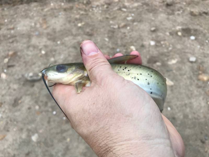 Channel catfish in Moulton