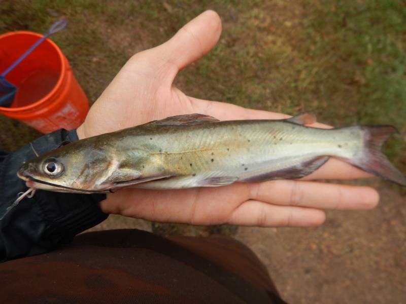 Channel catfish in Fulton