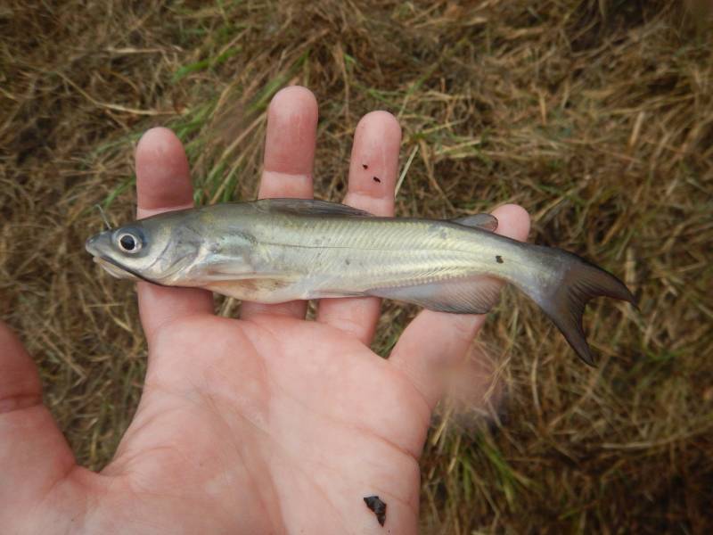 Channel catfish in Fulton