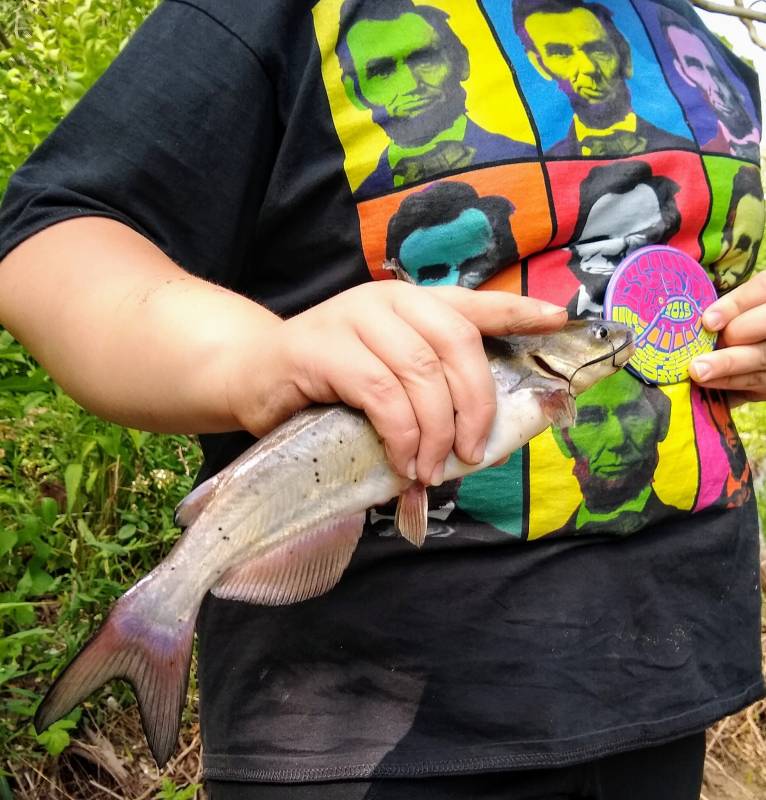 Channel catfish in Elgin