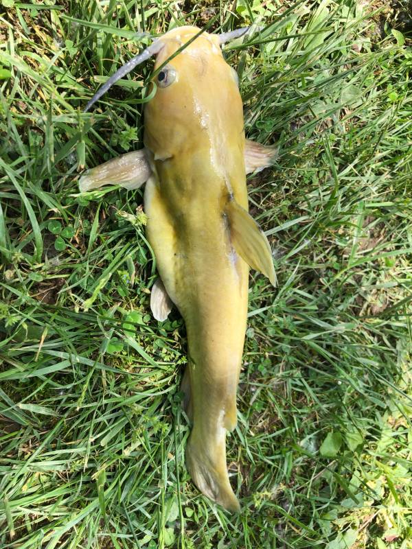 Channel catfish in Piqua