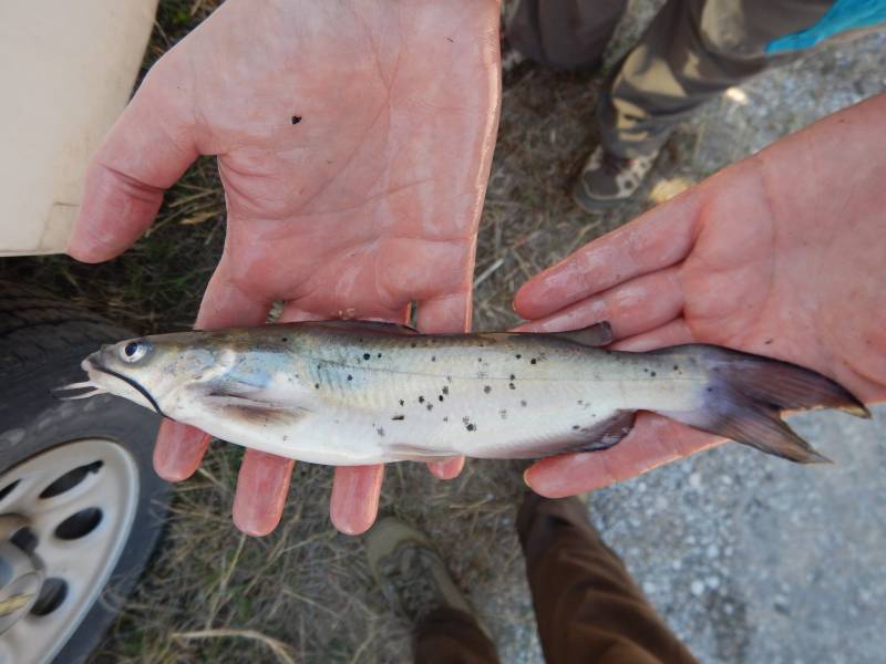 Channel catfish in Breckenridge