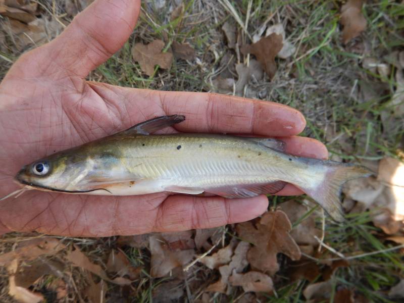 Channel catfish in Ranger