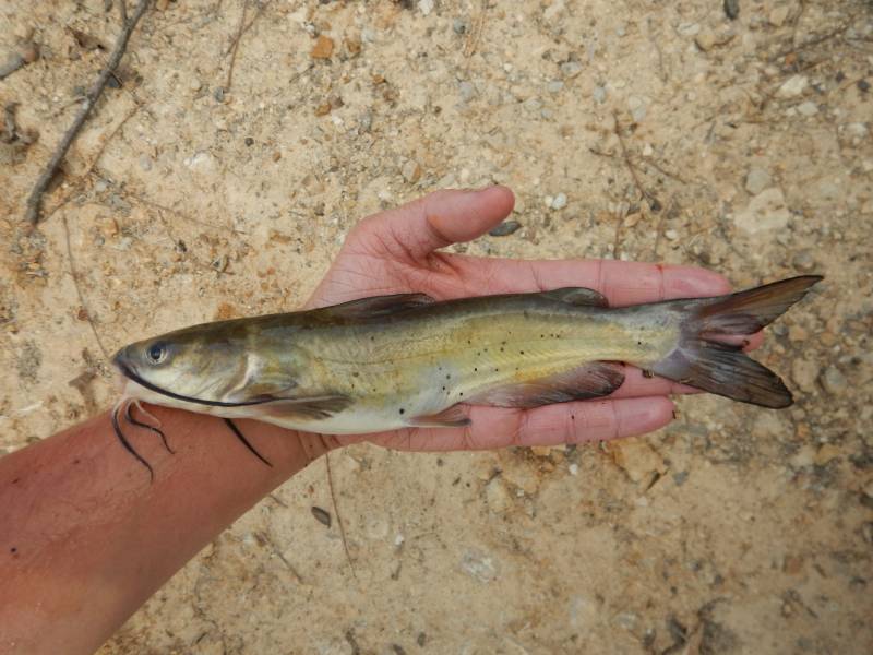 Channel catfish in Ranger