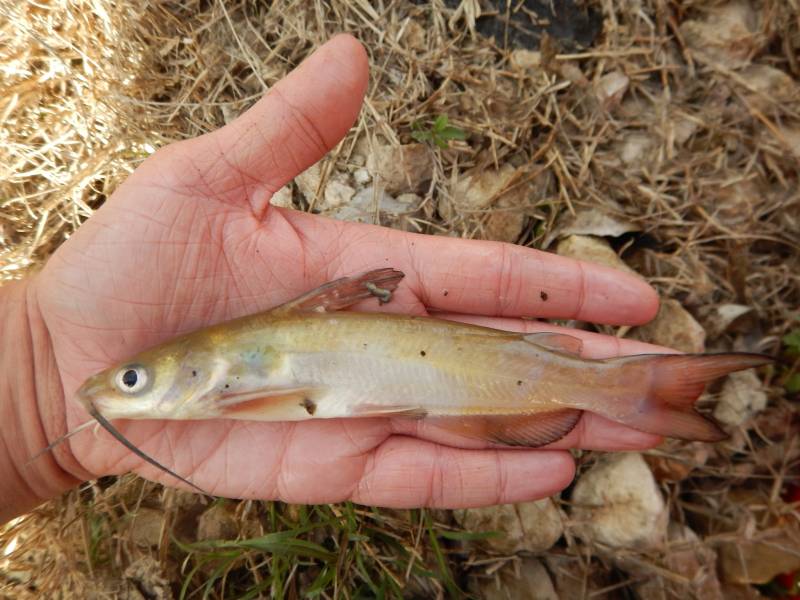 Channel catfish in Hamilton