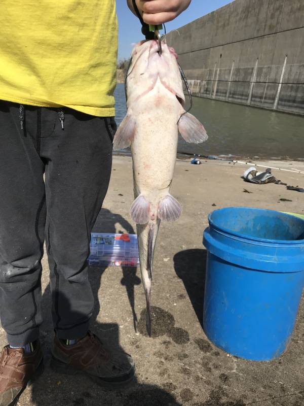 Channel catfish in Oklahoma