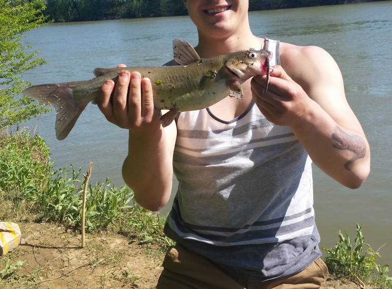 Channel catfish in Montgomery County