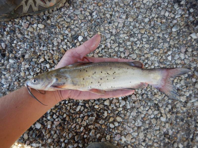 Channel catfish in Troy