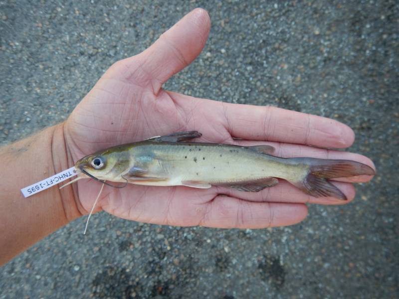 Channel catfish in Troy