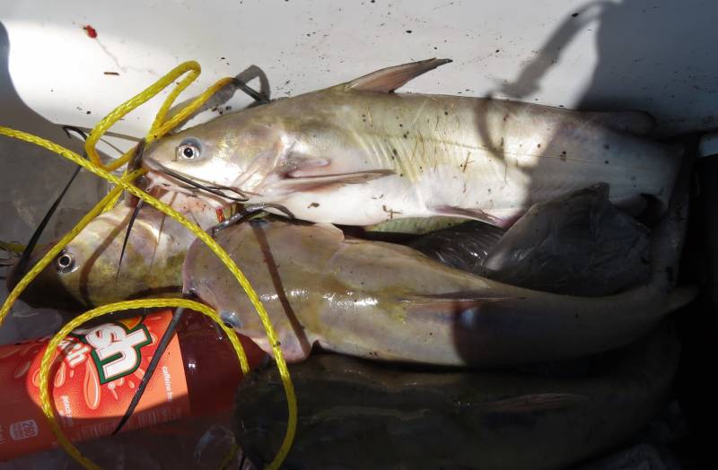 Channel catfish in Tioga