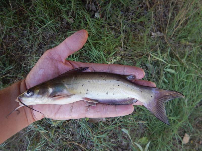 Channel catfish in Troy