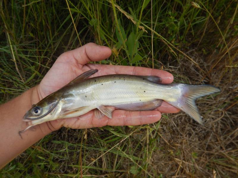 Channel catfish in Bremond