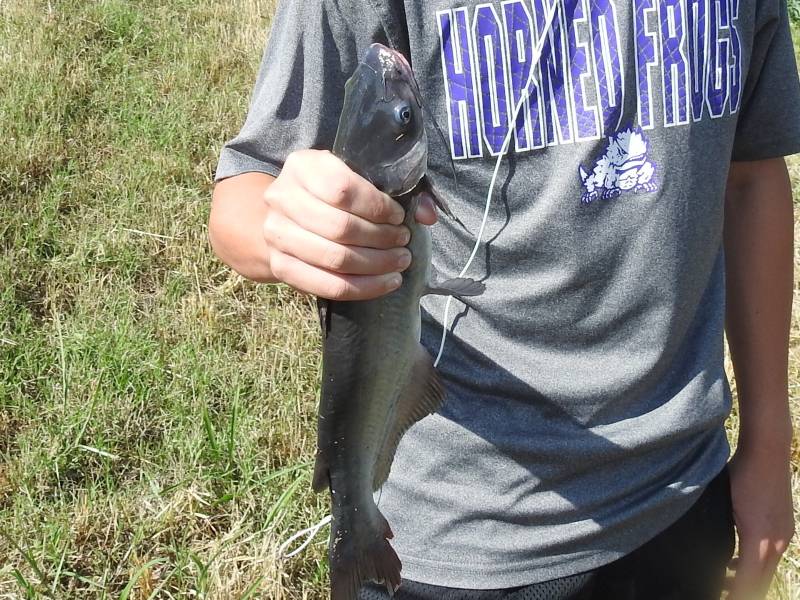 Channel catfish in Alvarado
