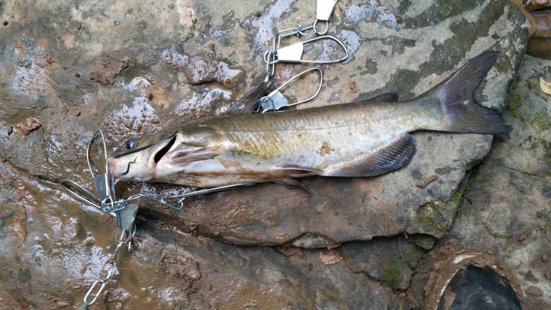 Channel catfish in Montgomery County