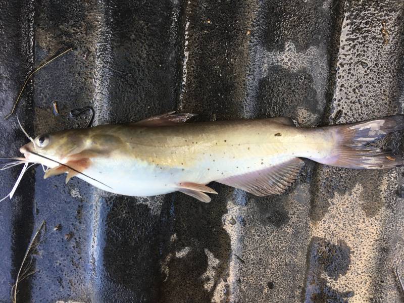 Channel catfish in Weir