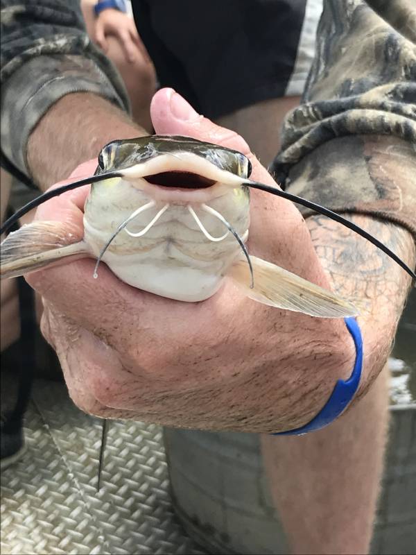 Channel catfish in Mount Orab