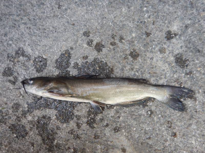 Channel catfish in Gatesville