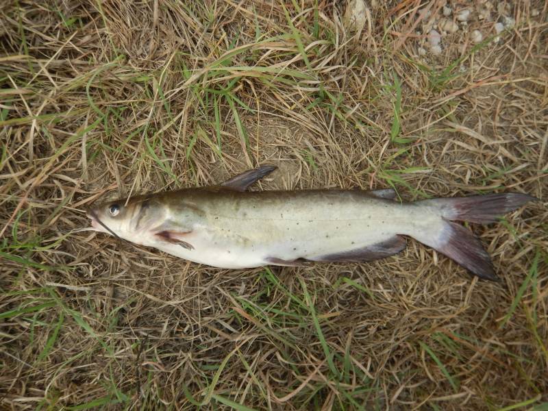 Channel catfish in Cranfills Gap