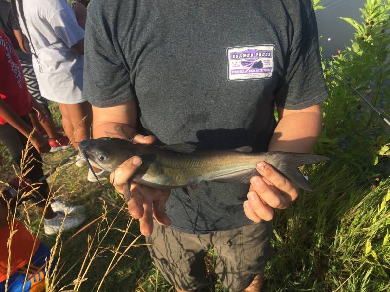Channel catfish in Krugerville