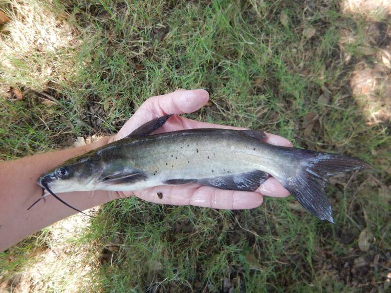 Channel catfish in Holland