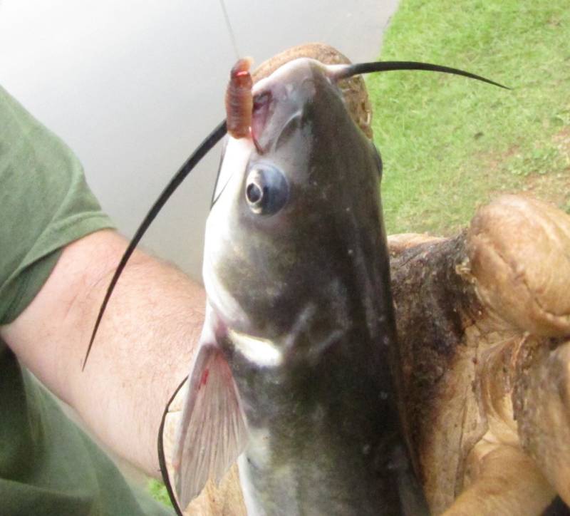 Channel catfish in Mint Hill
