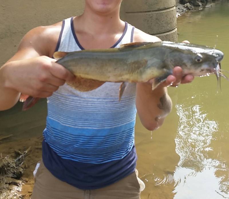 Channel catfish in Montgomery County