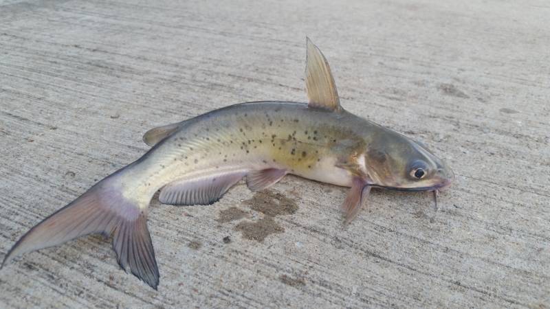 Channel catfish in Montgomery County