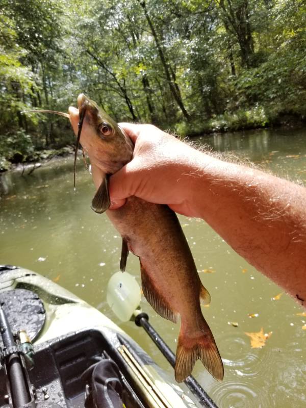 Channel catfish in Childersburg