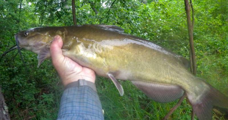 Channel catfish in Wisconsin