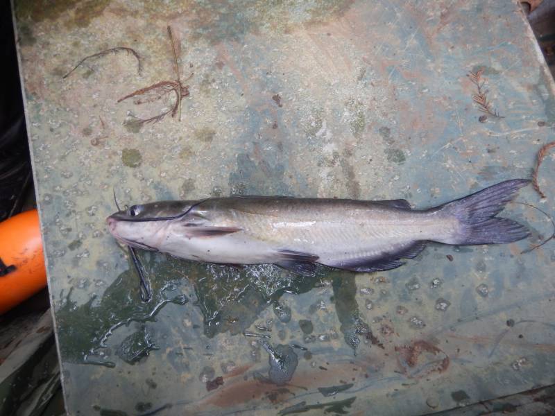 Channel catfish in Angleton